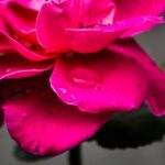 腾博888的独特魅力:为何成为玩家们的首选平台 ez0u15r