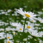 至尊国际app官方下载指南:一步步教你轻松获取 vouan09